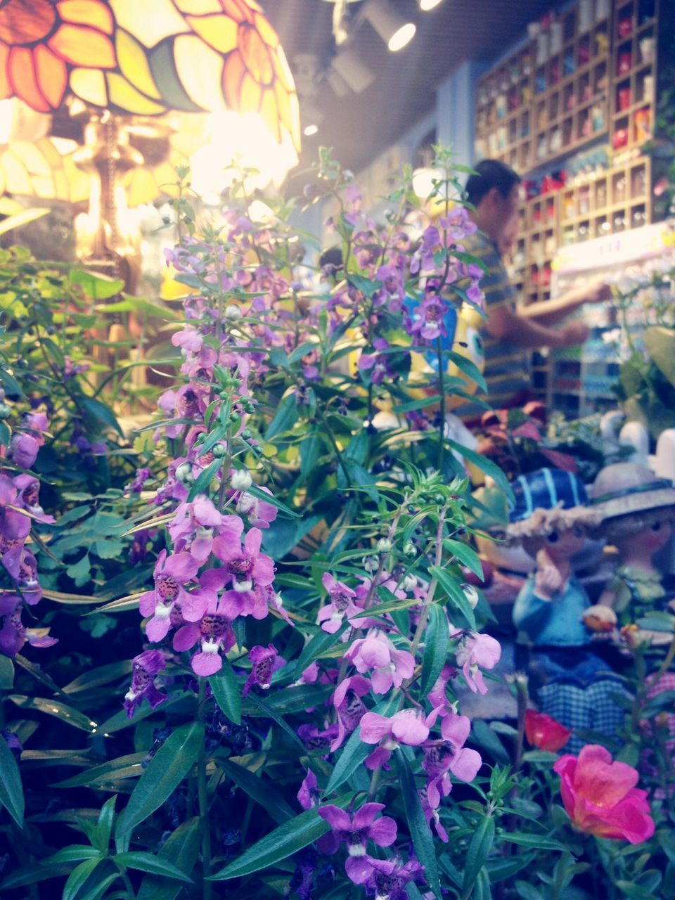 flower, freshness, multi colored, variation, plant, for sale, abundance, fragility, decoration, growth, choice, focus on foreground, outdoors, close-up, retail, incidental people, no people, day, petal, illuminated