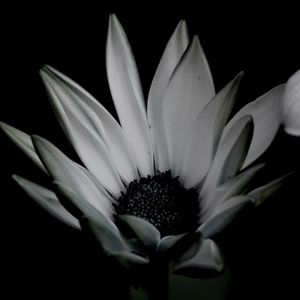 Close-up of white flower blooming against black background