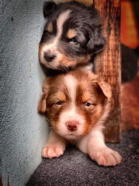 Portrait of cute puppy