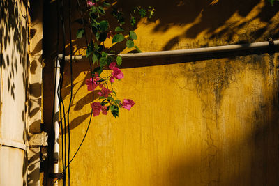 Close-up of plant against wall