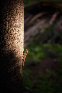 Close-up of lizard on tree trunk at night