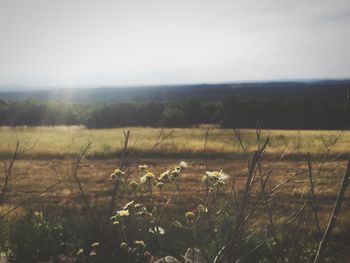 Scenic view of grassy field against sky