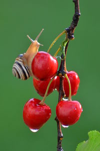 Close-up of cherries