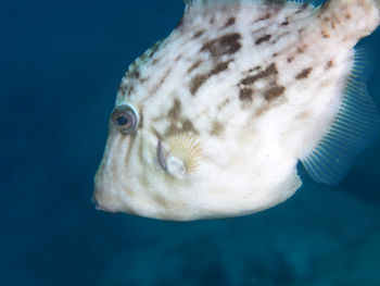 Close-up of fish swimming in sea