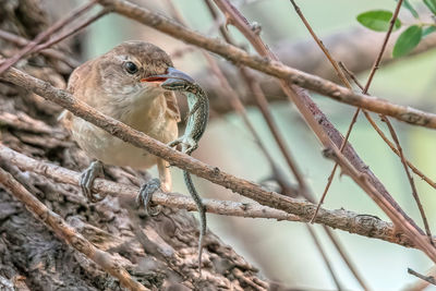 Close-up of bird perching on branch