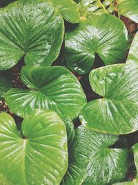 Full frame shot of green leaves