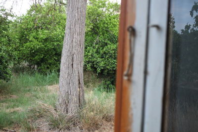 View of tree trunk