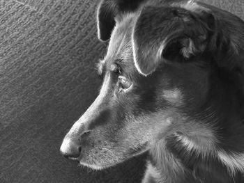 Close-up of dog looking away