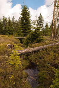 View of a forest