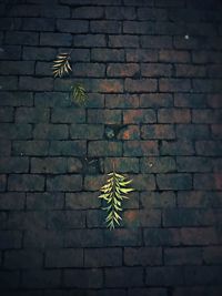 Close-up of lizard on brick wall