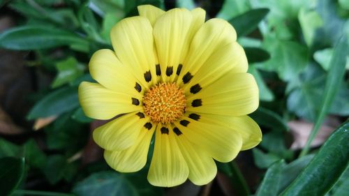 Close-up of yellow flower blooming outdoors