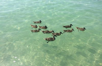 High angle view of fishes swimming in sea