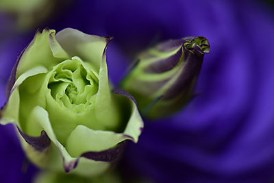 Close-up of purple flower