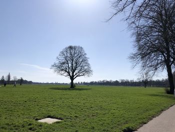 Bare trees on field against sky