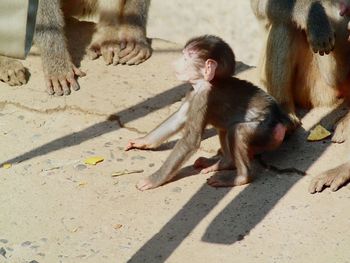 High angle view of a monkey