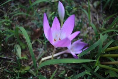 High angle view of purple crocus blooming outdoors