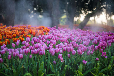 Close-up of pink flowering plants in park