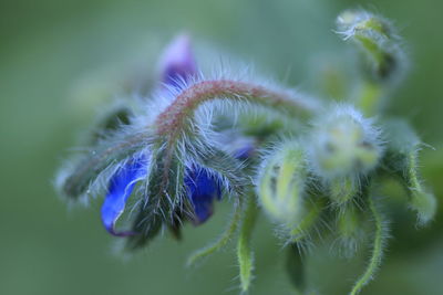 Close-up of thistle flowers