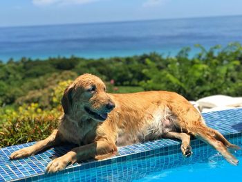 Dog relaxing by swimming pool