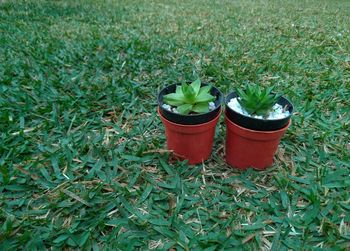 High angle view of potted plants on field