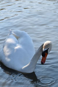Swans swimming in lake