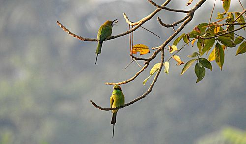 Low angle view of bird perching on tree against sky