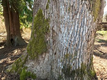 Close-up of tree trunk in forest