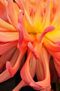 Full frame shot of orange rose flower