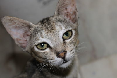 Close-up portrait of a cat