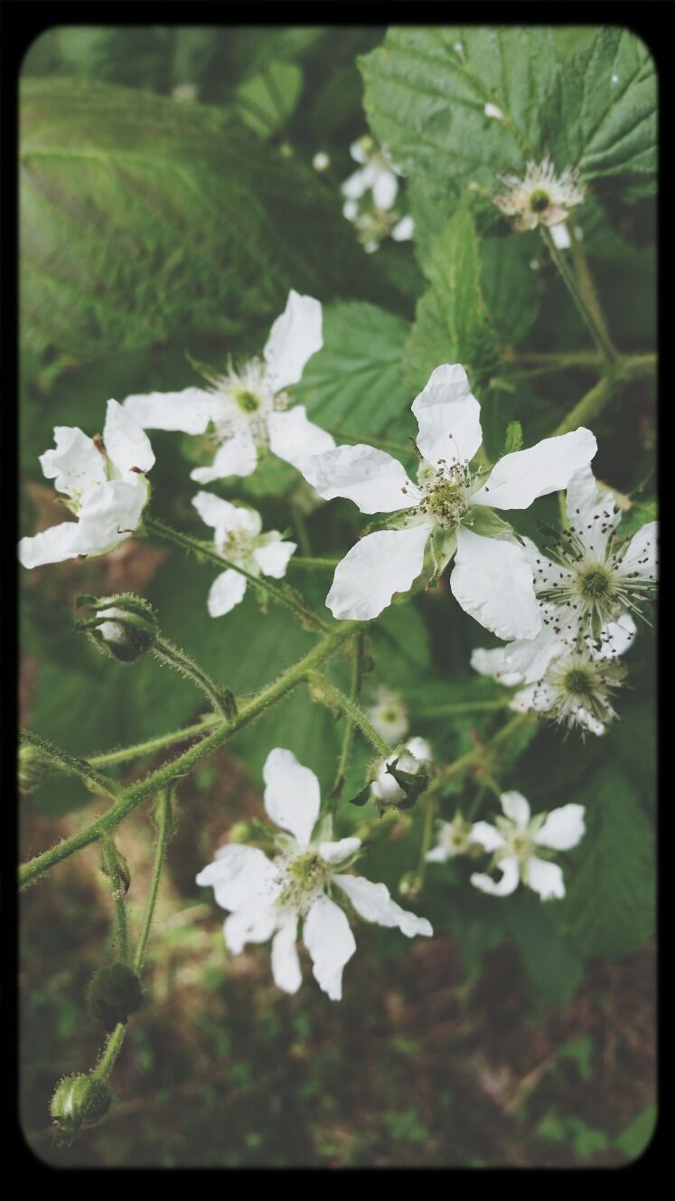 Wildflowers