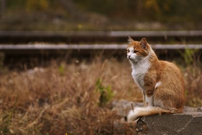 Cat sitting on ledge