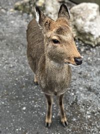High angle portrait of deer standing outdoors