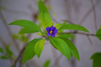 Close-up of purple flowers