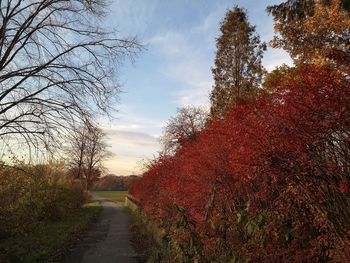 Footpath amidst trees against sky during autumn