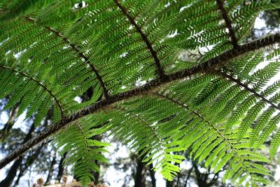 Low angle view of raindrops on tree leaves