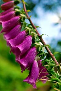 Close-up of purple flowers