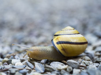 Close-up of snail on pebbles
