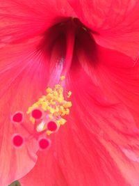 Close-up of red hibiscus blooming outdoors