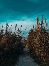 Plants against sky