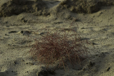 Close-up of a lizard on a land