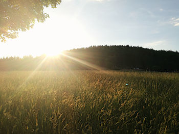 Scenic view of field against sky during sunset