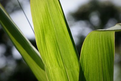 Close-up of fresh green plant