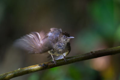 Close-up of bird perching on tree