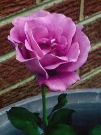 Close-up of pink flowers