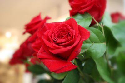 Close-up of red rose