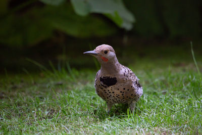 Close-up of a bird on field