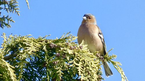 Low angle view of bird perching on branch against blue sky