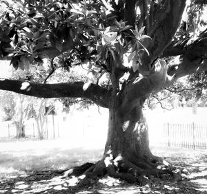 Tree in park