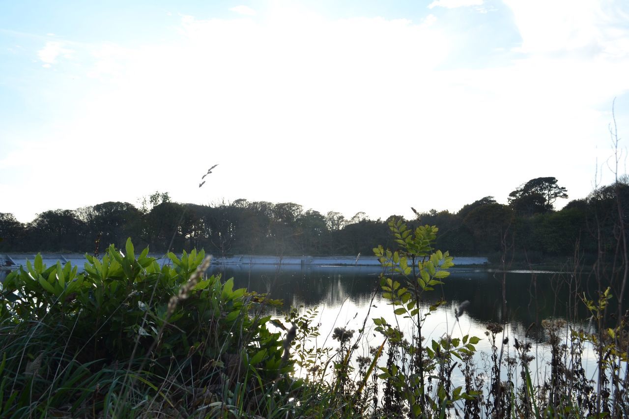 water, sky, nature, reflection, tree, lake, outdoors, backgrounds, day, growth, no people, scenics, tranquility, grass, reflection lake, landscape, beauty in nature