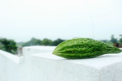 Close-up of green leaf